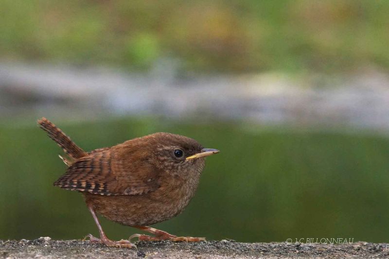 242-Troglodyte-mignon - Eurasian Wren jpg