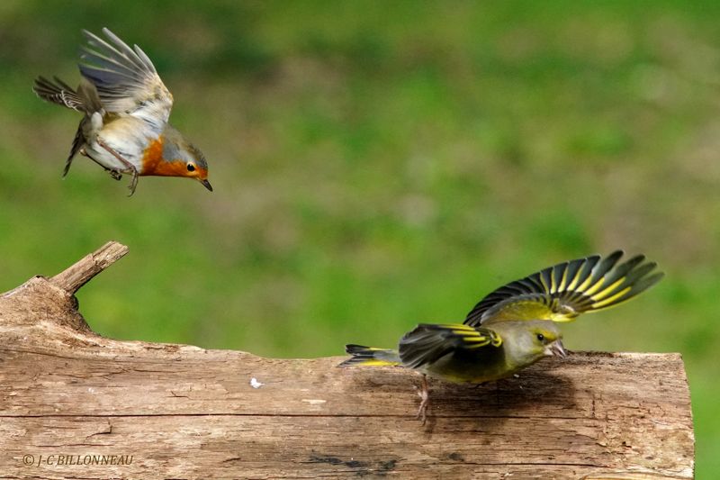 001 Rougegorge familier et verdier d'Europe - European Robin and European Greenfinch.JPG