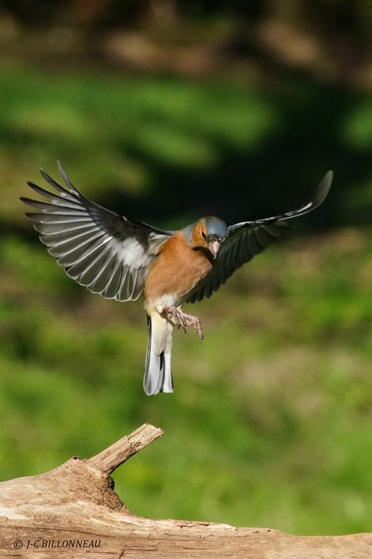 017 Pinson des arbres mâle - Eurasian Chaffinch male.JPG