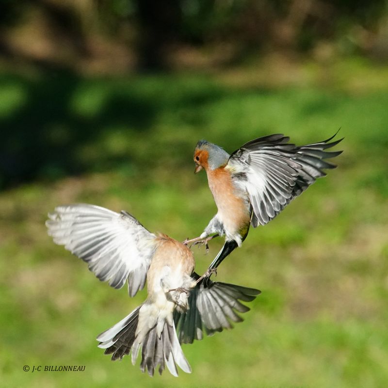 016 Combat de pinsons des arbres mâles - Eurasian Chaffinch male.JPG