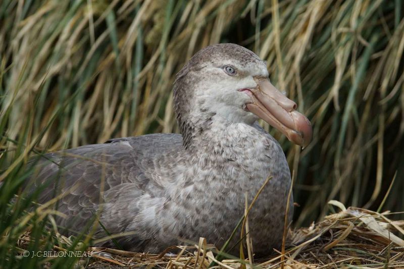 227 Pétrel géant sur son nid - GEORGIE DU SUD.jpg