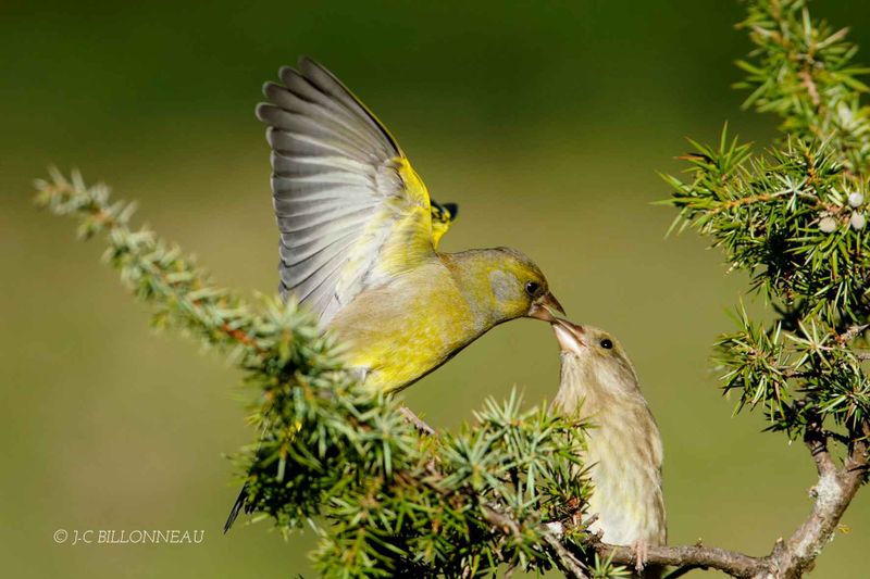 209-Verdiers-d'Europe - European Greenfinches FRANCE.jpg
