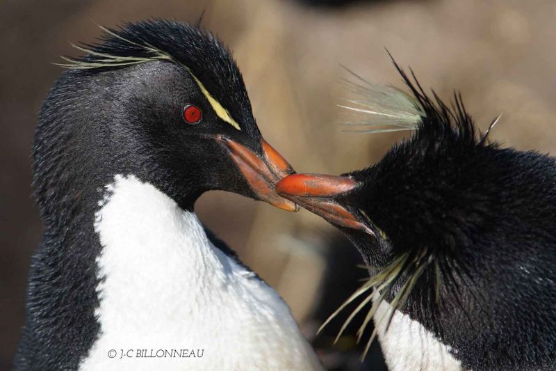 215-Gorfous-sauteurs - Southern Rockhopper Penguins MALOUINES.jpg