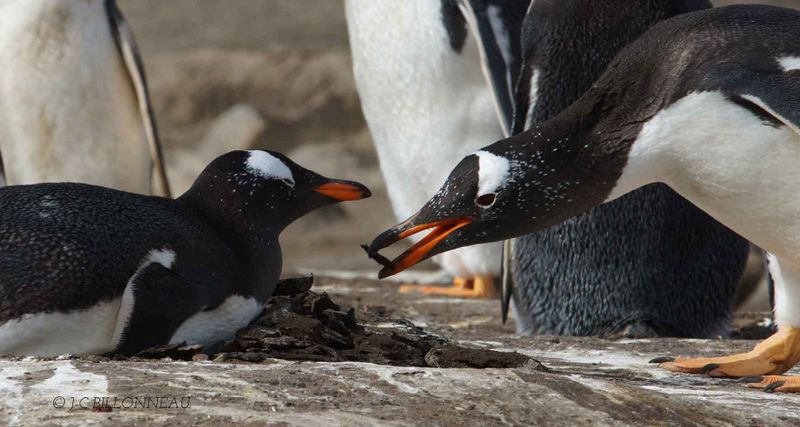 217-Manchot-papou - Gentoo Penguin MALOUINES.jpg