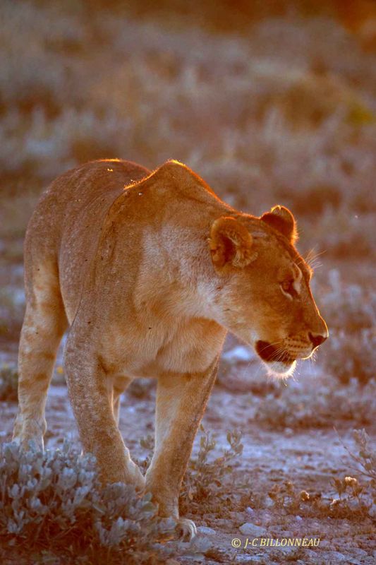 106-Parc-d'Etosha.jpg