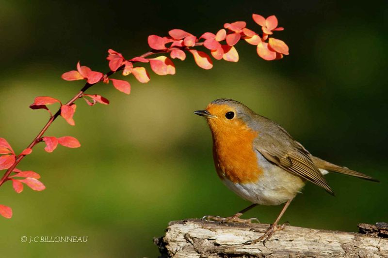 211-Rougegorge familier - European Robin,  FRANCE.jpg