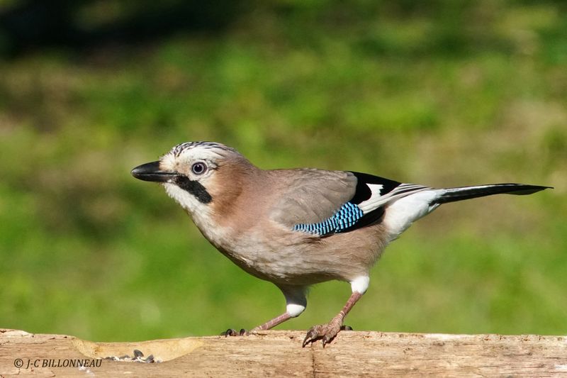 018 Geai des chênes - Eurasian Jay.JPG