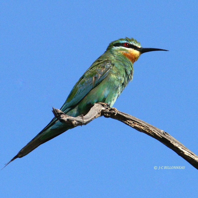 132 Guêpier de Madagascar, Olive Bee-eater - BOTSWANA.jpg
