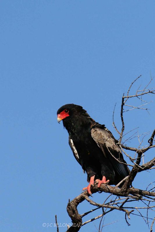 142 Bateleur des savanes, Bateleur.jpg