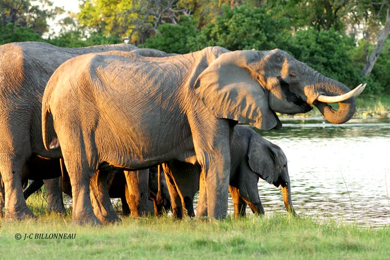 171 Les éléphants au point d'eau.jpg