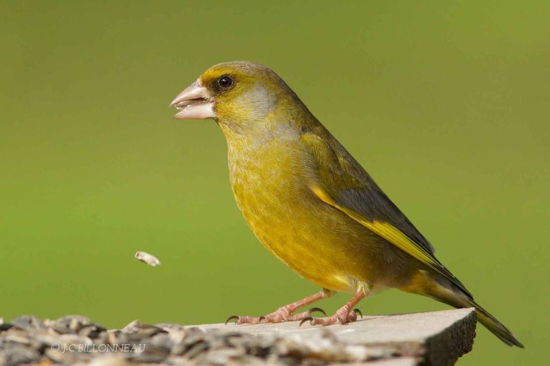 241 Verdier d'Europe mle - European Greenfinch male, FRANCE.jpg