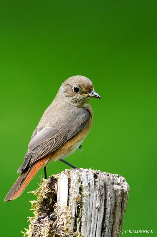 Galerie: MON JARDIN (oiseaux)