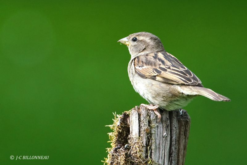 Galerie: MON JARDIN (oiseaux)