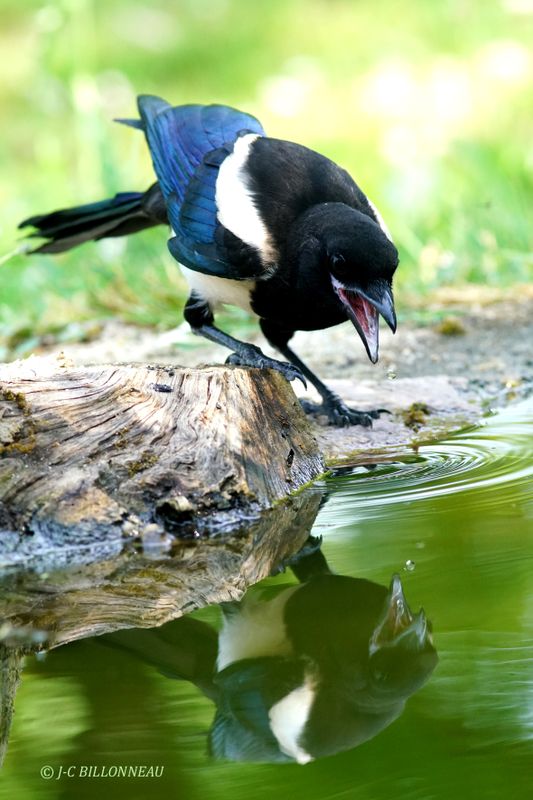 260 Pie bavarde - Eurasian Magpie.JPG