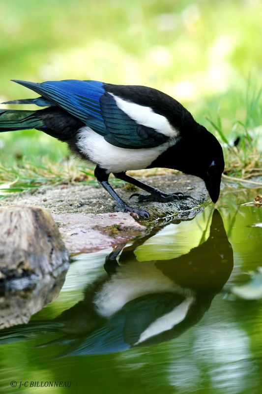 Galerie: MON JARDIN (oiseaux)
