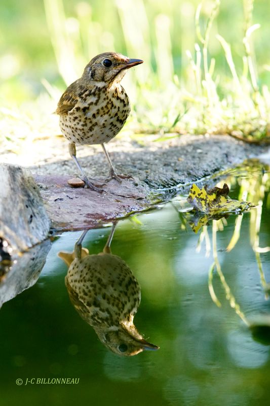 Galerie: MON JARDIN (oiseaux)
