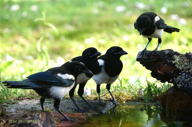 Galerie: MON JARDIN (oiseaux)