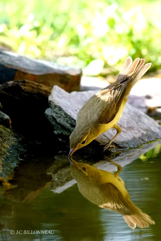 386 Pouillot fitis - Willow Warbler.JPG