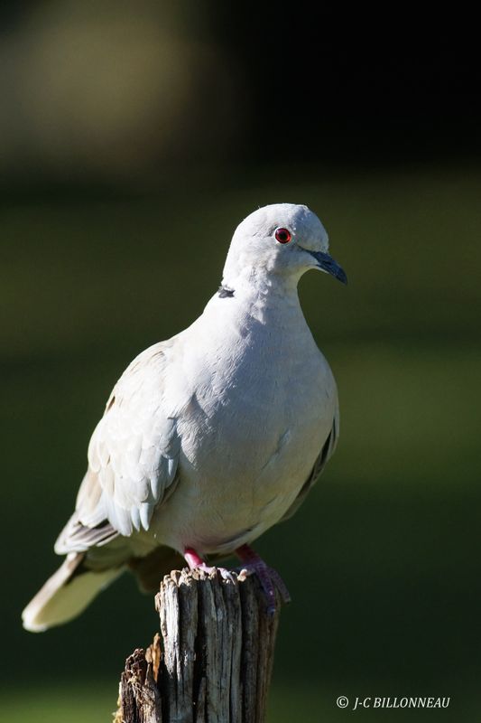 Galerie: MON JARDIN (oiseaux)