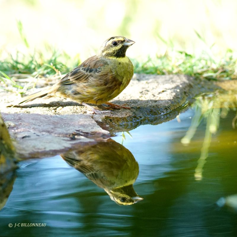 Galerie: MON JARDIN (oiseaux)