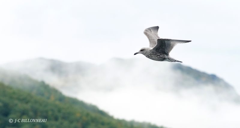 Galerie: Croisière en NORVEGE (voyage)