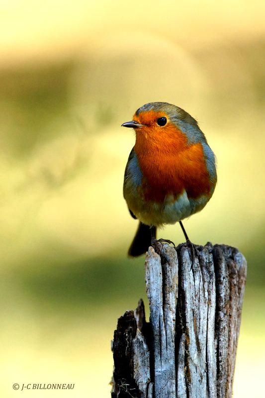 Galerie: MON JARDIN (oiseaux)