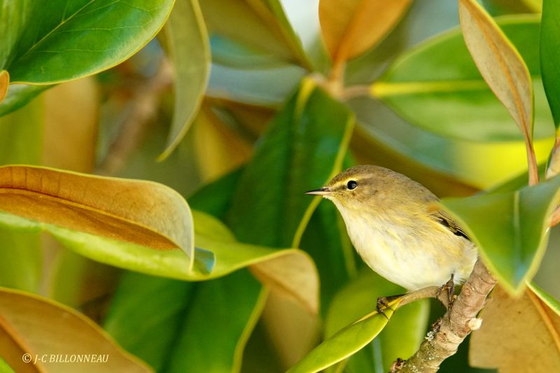 Galerie: MON JARDIN (oiseaux)