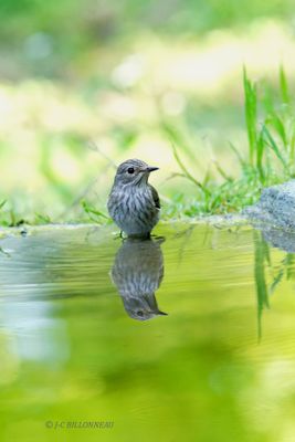 195 Gobemouche gris, Spotted Flycatcher.JPG