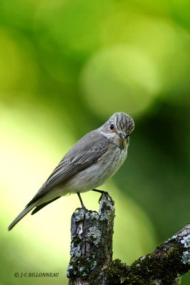 197 Gobemouche gris, Spotted Flycatcher.JPG