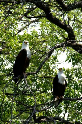 068 Pygargue vocifre, African Fish Eagle.jpg