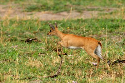 137 Raphictre champtre.jpg