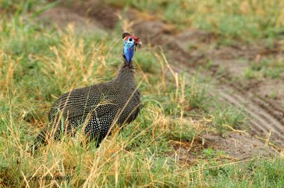 138 Pintade de Numidie, Helmeted Guineafowl.jpg