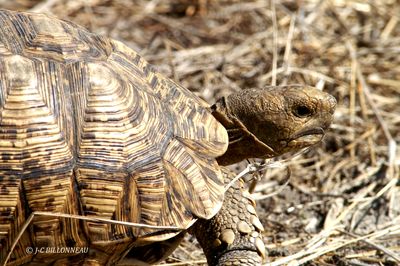 185 Tortue lopard.jpg