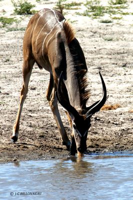 186 Grand koudou jeune mle.jpg