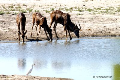 187 Grand koudou.jpg