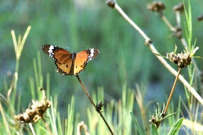 189 Petit monarque.jpg