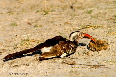 208 Calao dAfrique du sud, Southern Red-billed Hornbill.jpg