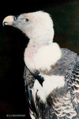 005 Condor des Andes - Andrean Condor, Zoo de la Palmyre.JPG