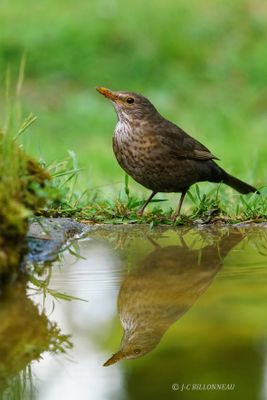 Galerie: MON JARDIN (oiseaux)