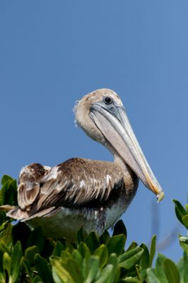 002.1 Plican brun juvnile- Brown Pelican juvenile.jpg