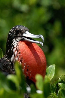 005.1 Frgate superbe mle-Magnificent Frigatebird male.jpg