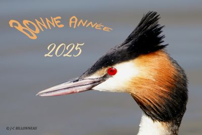 Grbe hupp -Great Crested Grebe.JPG
