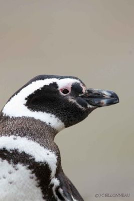 009-Manchot-de-magellan -- Magellanic Penguin.jpg
