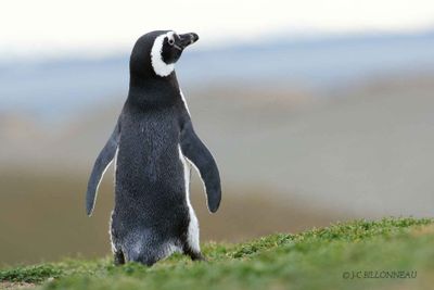 010-Manchot-de-magellan - Magellanic Penguin.jpg