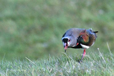 036 Vanneau tero - Southern Lapwing.jpg