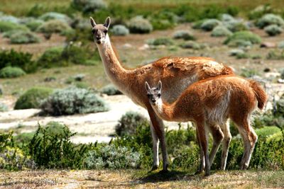 038 Guanacos.jpg