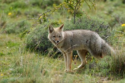 041 Renard des Andes.jpg