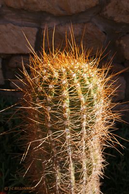 047.2 Cactus.jpg