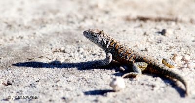 051.1 Lzard vivant dans le salar.jpg