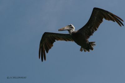 006.1 Plican brun - Brown Pelican.jpg